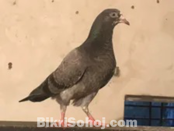 Tippler Highflier pigeon